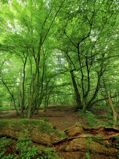 Trees in the Colbitz Linden Forest in the Colbitz-Letzlinger Heide, Colbitz, Saxony-Anhalt,