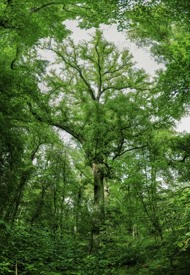 Trees in the Colbitz Linden Forest in the Colbitz-Letzlinger Heide, Colbitz, Saxony-Anhalt,