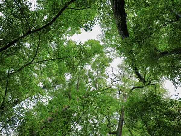 Trees in the Colbitz Linden Forest in the Colbitz-Letzlinger Heide, Colbitz, Saxony-Anhalt,