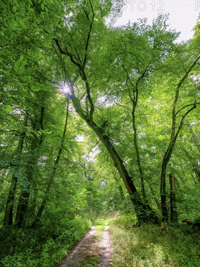 Trees in the Colbitz Linden Forest in the Colbitz-Letzlinger Heide, Colbitz, Saxony-Anhalt,