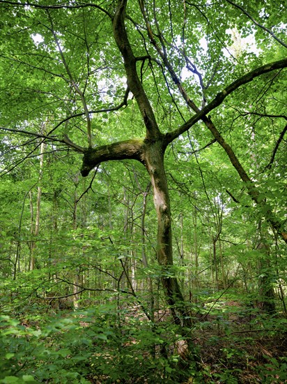Trees in the Colbitz Linden Forest in the Colbitz-Letzlinger Heide, Colbitz, Saxony-Anhalt,
