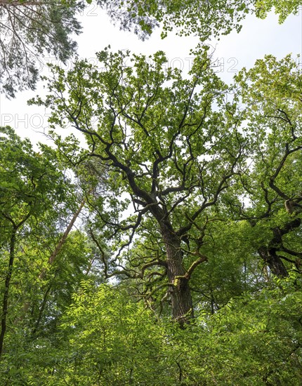 Trees in the Colbitz Linden Forest in the Colbitz-Letzlinger Heide, Colbitz, Saxony-Anhalt,