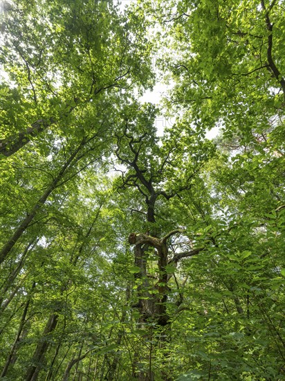 Trees in the Colbitz Linden Forest in the Colbitz-Letzlinger Heide, Colbitz, Saxony-Anhalt,