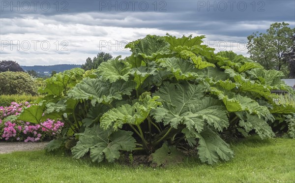 Giant rhubarb (Gunnera manicata), North Rhine-Westphalia, Germany, Europe