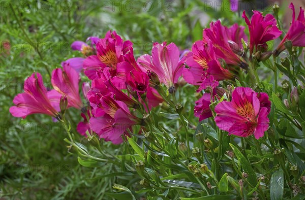 Peruvian lilies (Alstroemeria), North Rhine-Westphalia, Germany, Europe