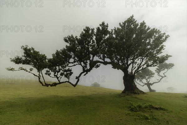Tree in Fanal Enchanted Forest in Fog. Madeira, Portugal, Europe