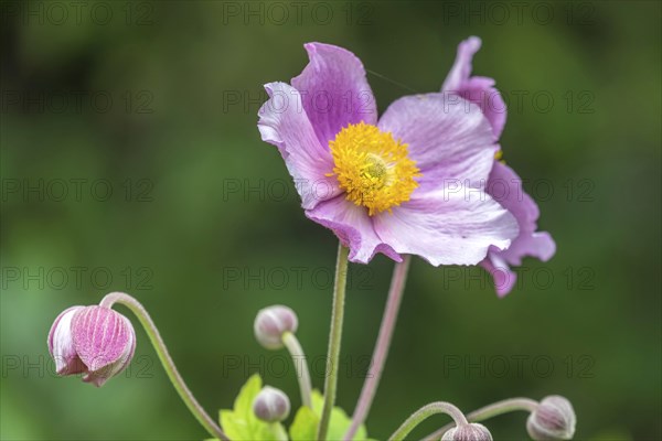 Chinese anemone (Anemone hupehensis), North Rhine-Westphalia, Germany, Europe