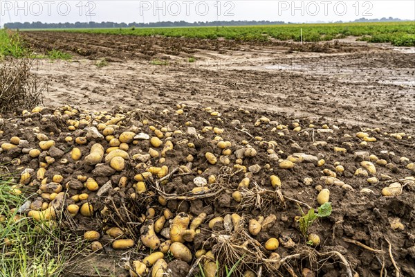 Potato field near Bedburg, flooded after heavy rainfall, many potato ridges drowned and the plants