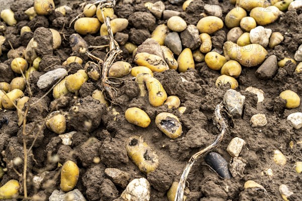 Potato field near Bedburg, flooded after heavy rainfall, many potato ridges drowned and the plants