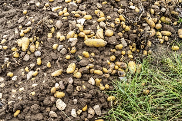 Potato field near Bedburg, flooded after heavy rainfall, many potato ridges drowned and the plants