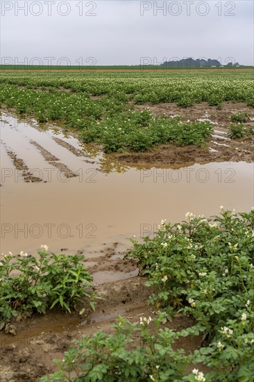 Potato field near Bedburg, flooded after heavy rainfall, many potato ridges drowned and the plants