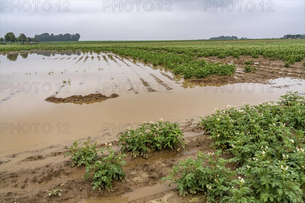 Potato field near Bedburg, flooded after heavy rainfall, many potato ridges drowned and the plants