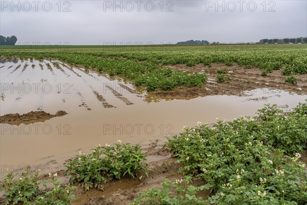 Potato field near Bedburg, flooded after heavy rainfall, many potato ridges drowned and the plants