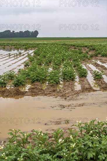 Potato field near Bedburg, flooded after heavy rainfall, many potato ridges drowned and the plants