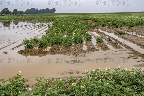 Potato field near Bedburg, flooded after heavy rainfall, many potato ridges drowned and the plants