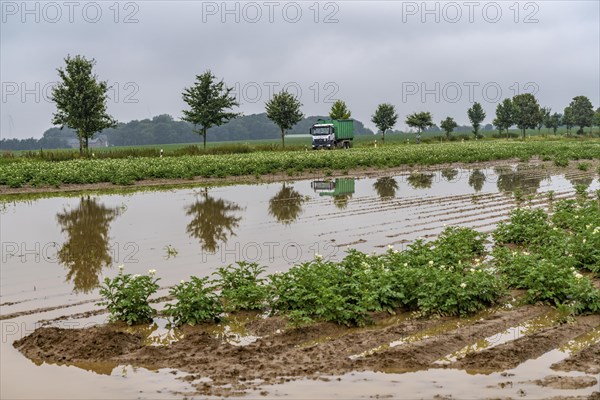 Potato field near Bedburg, flooded after heavy rainfall, many potato ridges drowned and the plants
