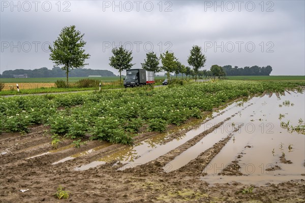 Potato field near Bedburg, flooded after heavy rainfall, many potato ridges drowned and the plants