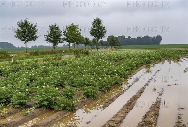 Potato field near Bedburg, flooded after heavy rainfall, many potato ridges drowned and the plants