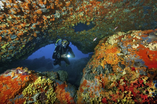 Diver dives through underwater cave natural rock arch illuminated colourful sponges (Porifera) in