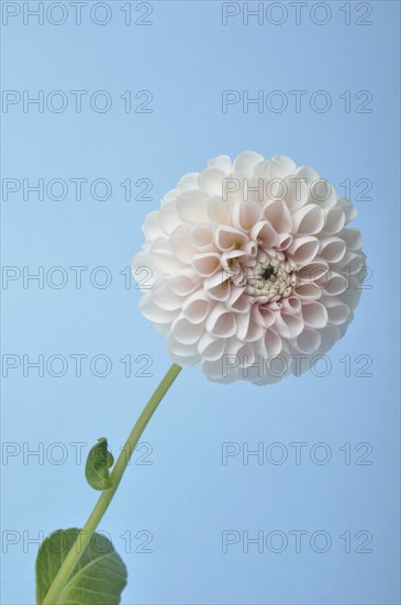 Dahlia pompom on blue background