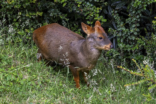 Southern pudu (P. puda), Parque Tepuhueico, Chiloe, Chile, South America