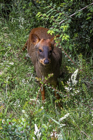 Southern pudu (P. puda), Parque Tepuhueico, Chiloe, Chile, South America