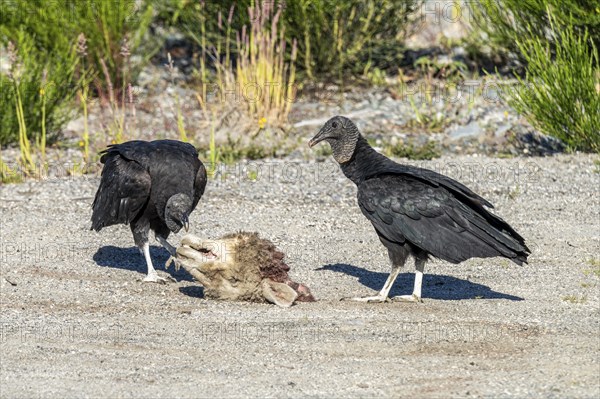 Black vultures (Coragyps atratus) eat a sheeps head, Chaiten, Carretera Austral, Chile, South