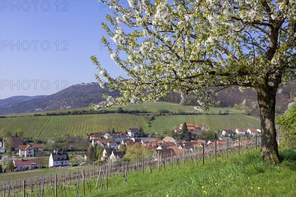 View of the wine village of Leinsweiler, German or Southern Wine Route, Southern Palatinate,