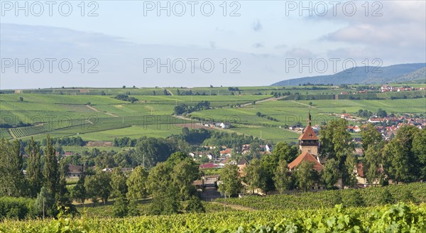 View of the Geilweilerhof in summer, Siebeldingen, German or Southern Wine Route, Southern
