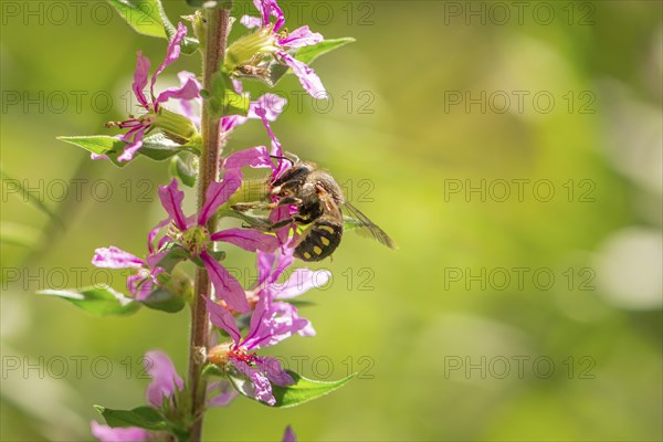 Bee (Apis) collecting nectar from pink flowers of Purple loosestrife (Lythrum salicaria) in