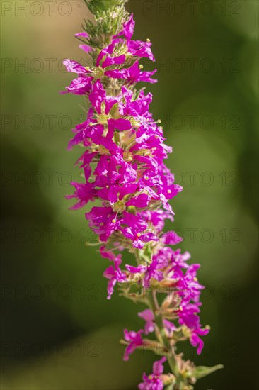 Close-up, inflorescence of Purple loosestrife (Lythrum salicaria) in sunlight, Neunkirchen, Lower