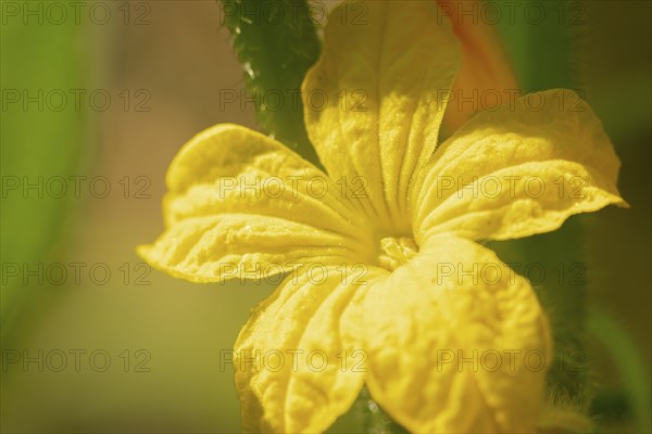 Close-up of a yellow cucumber flower (Cucumis sativus) in sunlight, Neunkirchen, Lower Austria,
