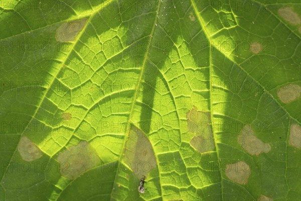 Macro photograph of a cucumber leaf (Cucumis sativus) with mosaic virus, Neunkirchen, Lower
