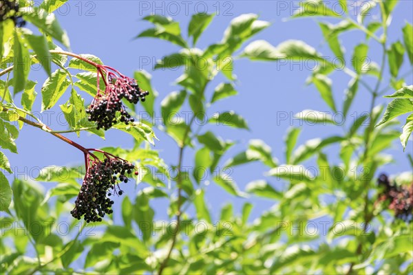 Leaves and fruit clusters of Sambucus nigra, in front of a blue sky, Neunkirchen, Lower Austria,