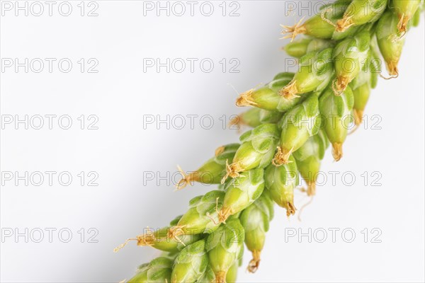Close-up, green seed head of broad-leaved plantain (Plantago major) against a white background