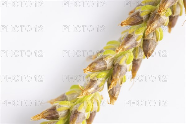 Close-up, brown seed head of broad-leaved plantain (Plantago major) against a white background