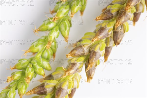 Close-up, seed heads of broad-leaved plantain (Plantago major) against a white background