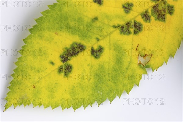 Leaf of the rosa canina (Rosa corymbifera) with rose rust, close-up, white background