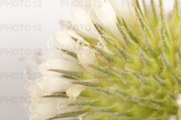 Close-up, inflorescence of the weaver's card (Dipsacus sativus), white background