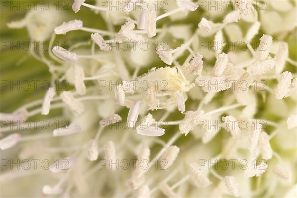 Close-up of white flowers with visible pollen grains of the weaver's card (Dipsacus sativus)