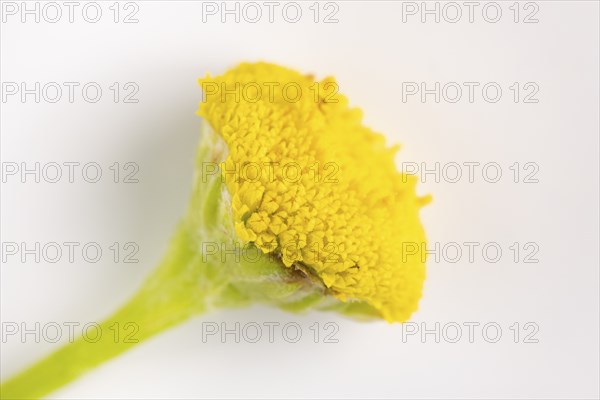 Macro photograph, flower of tansy (Tanacetum vulgare) on a white background