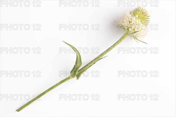 A flower of the weaver's card (Dipsacus sativus) on a white background