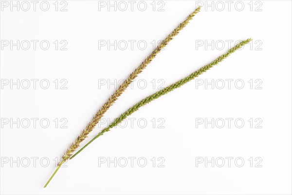Two seed heads, one green and one brown of the broad-leaved plantain (Plantago major) on a white
