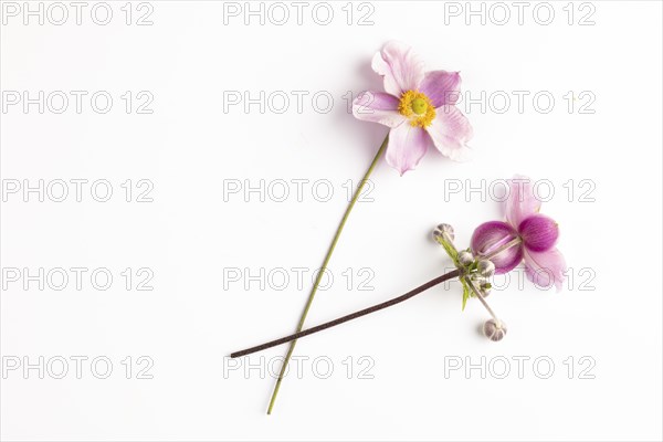 Two pink flowers and buds of the chinese anemone (Anemone hupehensis) on a white background