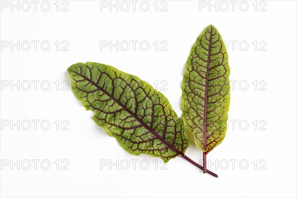Two leaves of wood dock (Rumex sanguineus) with striking red veins on a white background