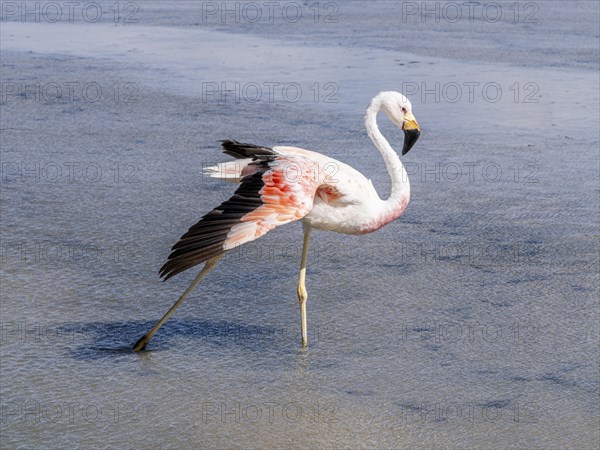 Chilean flamingo (Phoenicopterus chilensis), Laguna Chaxa Park, San Pedro de Atacama, Antofagasta,