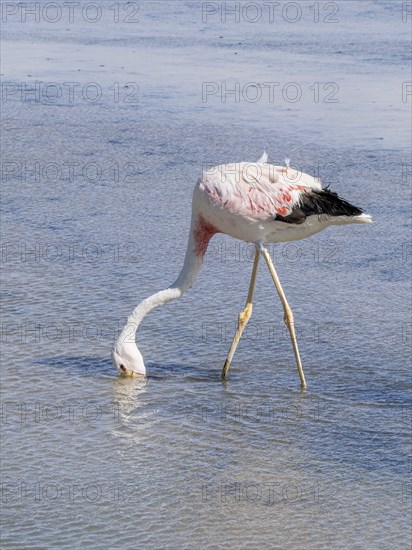 Chilean flamingo (Phoenicopterus chilensis), Laguna Chaxa Park, San Pedro de Atacama, Antofagasta,