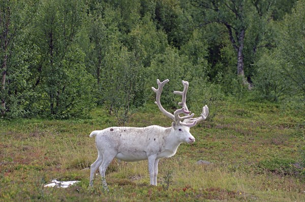 White reindeer standing quietly in the green forest, Finnmark, Norway, Europe