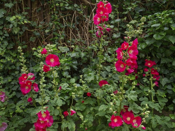 Red hollyhock (Alcea rosea) with common ivy (Hedera helix) in the background