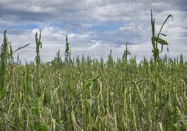 Destroyed maize field after a hailstorm, near Bellamont, Baden Württembeg, Germany, Europe